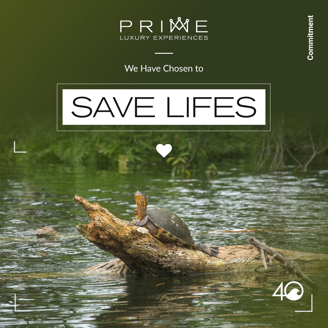 Prime Yacht Rentals Miami - This month we are helping save marine nurseries