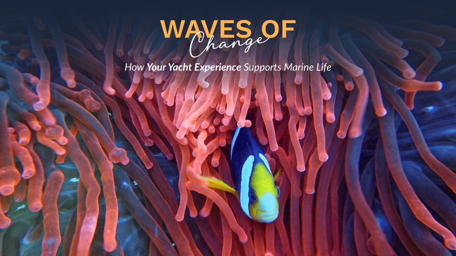Prime Luxury Rentals - How Your Yacht Experience Supports Marine Life