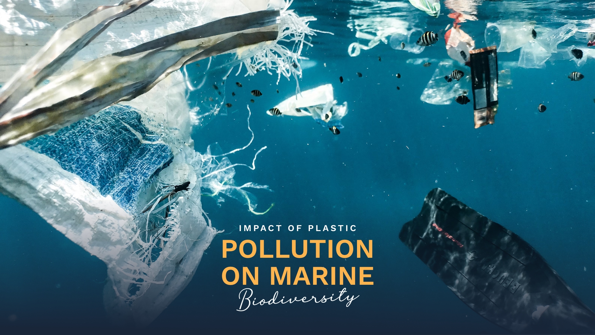 Prime Luxury Rentals - Impact of Plastic Pollution on Marine Biodiversity